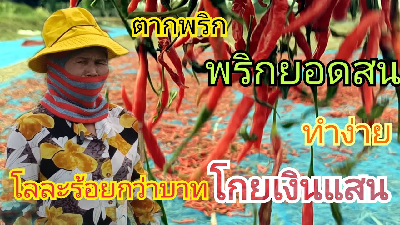 สุดยอดการแปรรูปพริกยอดสนโลละร้อยกว่าบาท โกยเงินแสนใน3เดือน