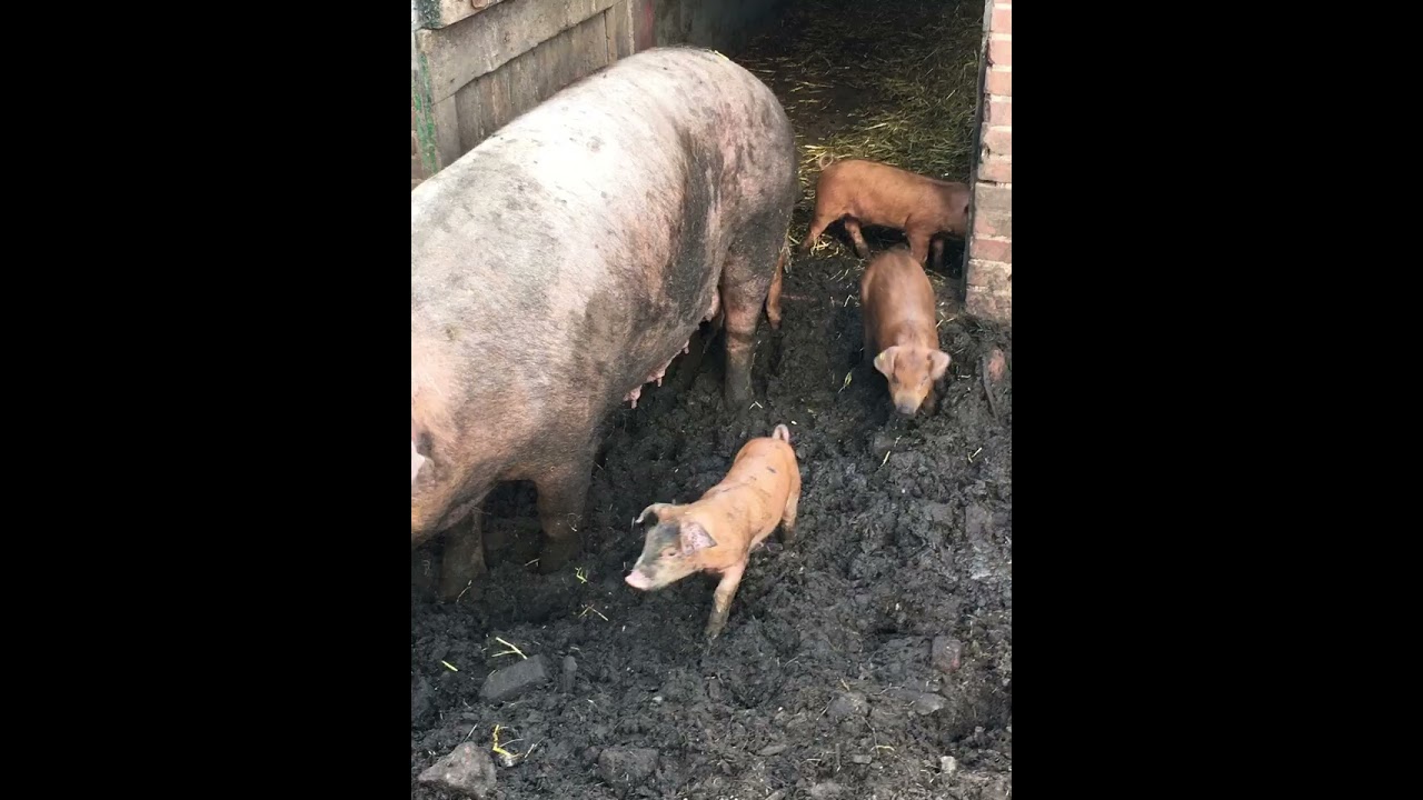 Varkens in de Achtehoek #2