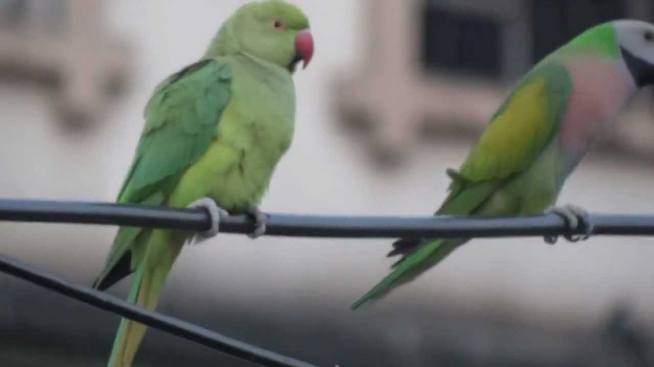 Red-breasted Parakeet safeguarding his girlfriend!