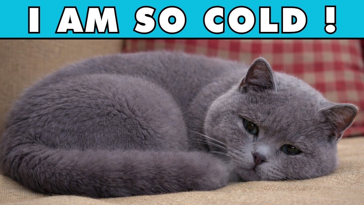 90% of Owners Make THESE Winter Mistakes, And Cats Suffer Silently
