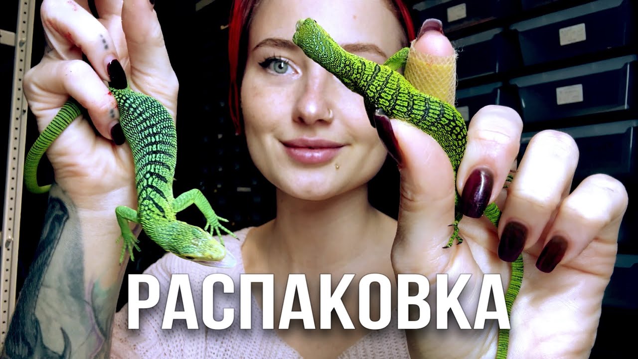 Свежая поставка из Индонезии/Выдра помогает с распаковкой