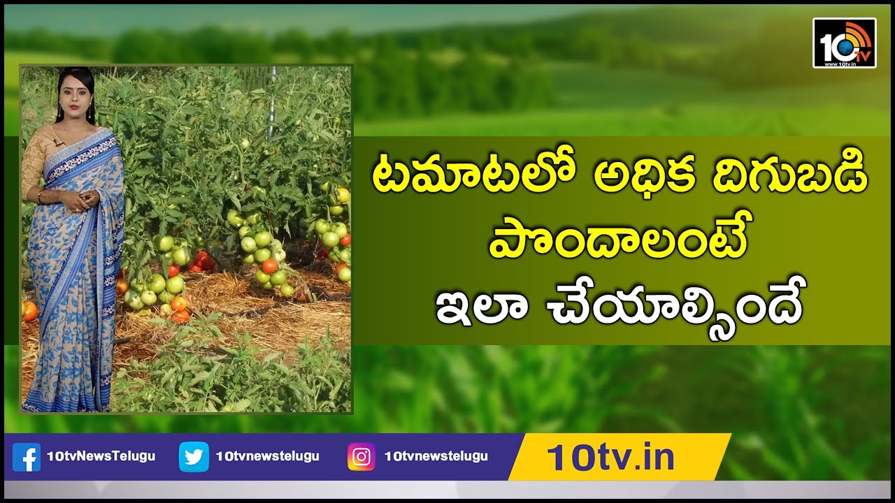 టమాటలో అధిక దిగుబడి పొందాలంటే ఇలా చేయాల్సిందే | High yields of Tomatoes Farming | 10TV News