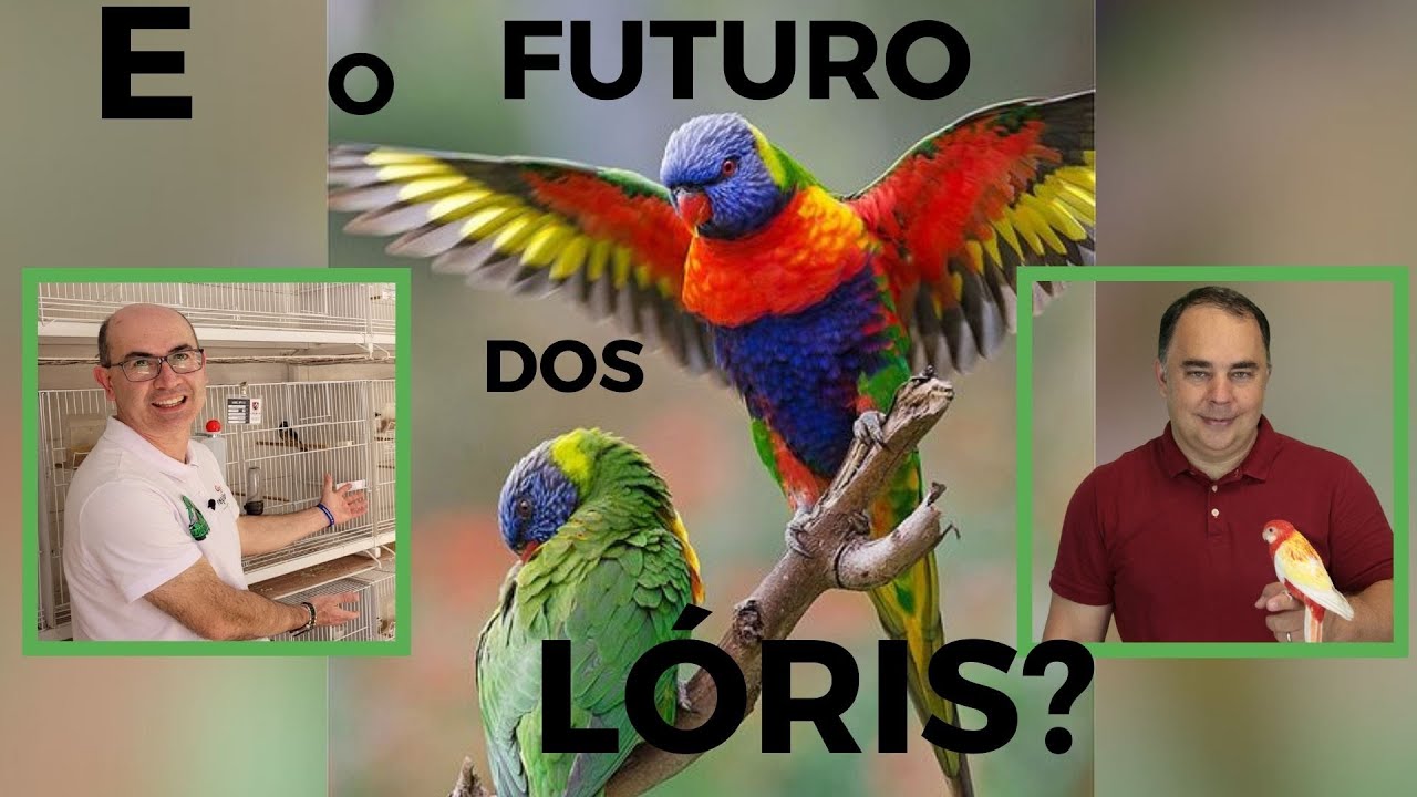 E O FUTURO DOS LÓRIS?Cortes da Live.