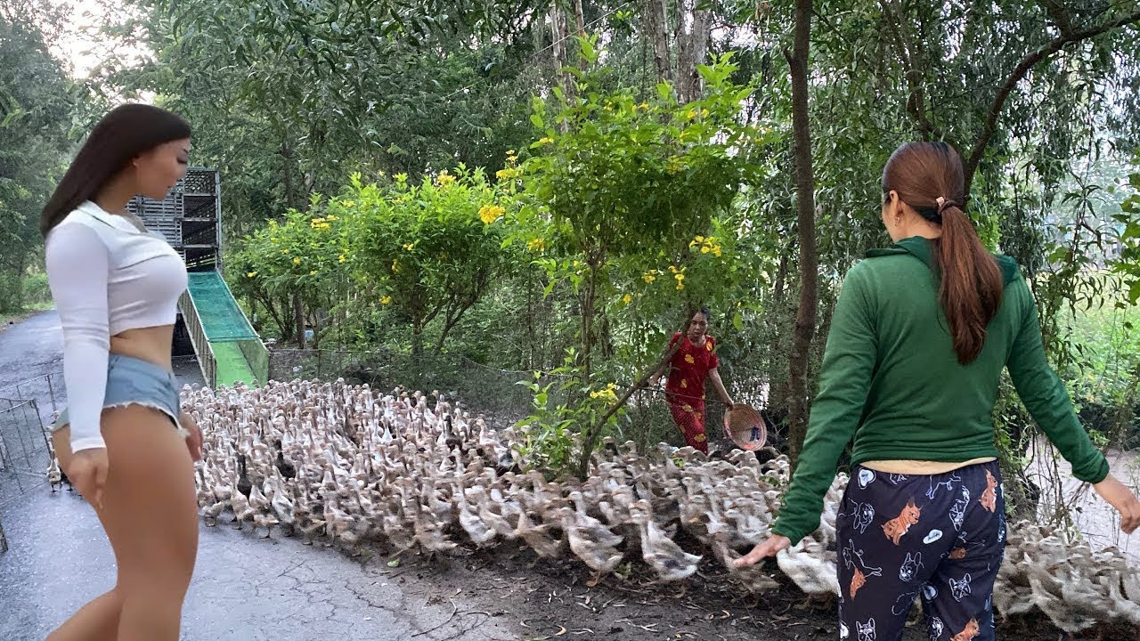 Full video: Ducks being transported by truck to the new rice fields.