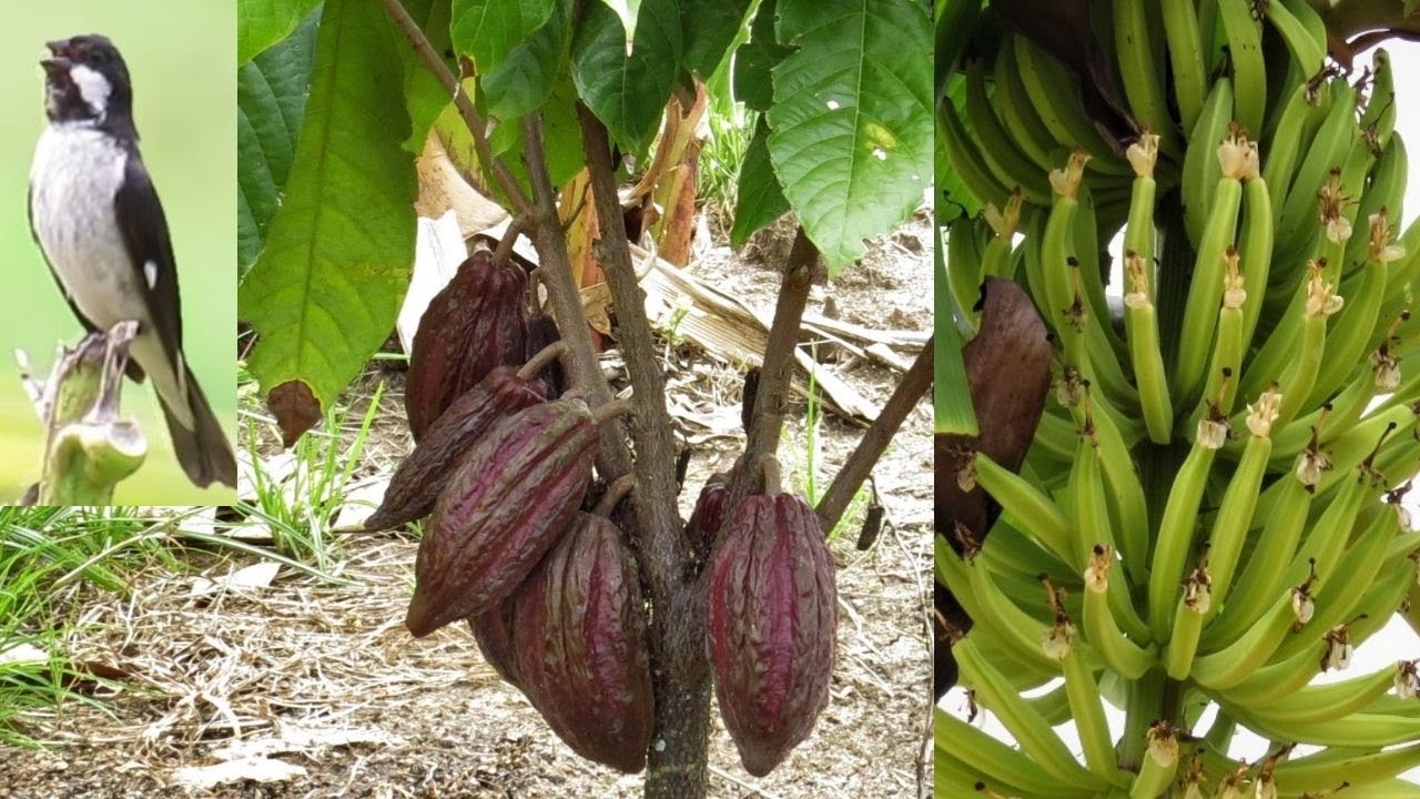 ✅CACAU, banana🍌