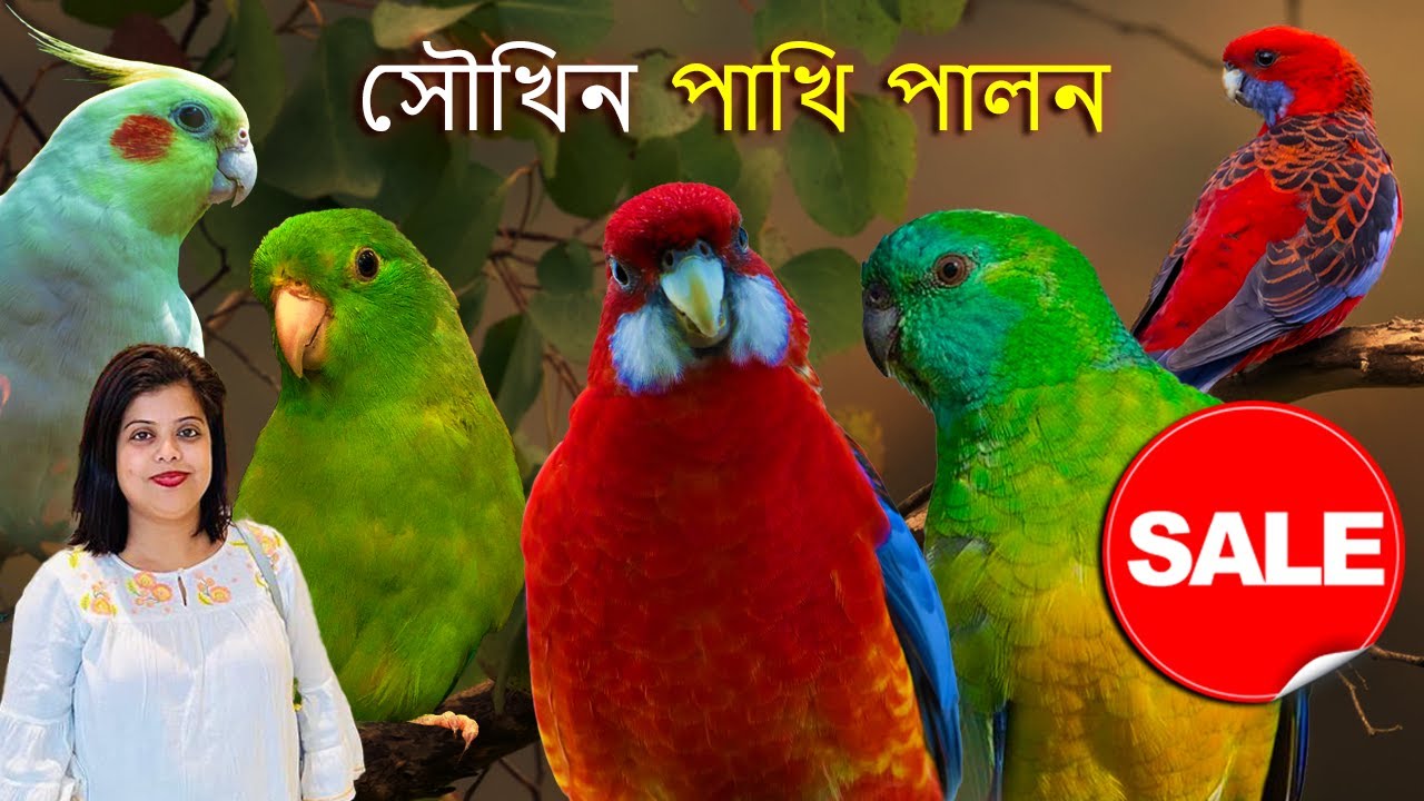 রোজেলা পাখি পালন /  টারকিউজিন পাখি পালন / Red Rumped / লাভবার্ড পাখি  / ককাটেল পাখি SALE 🐦❤️😍🤗