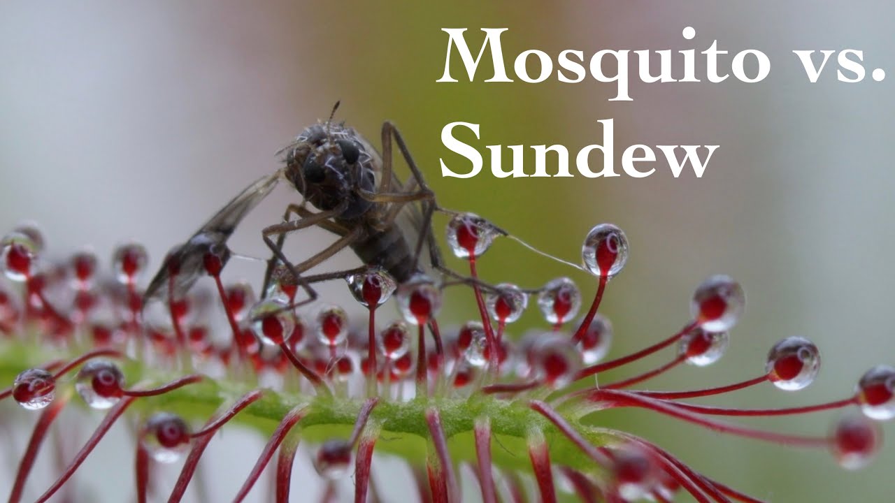 Cape Sundew vs. Mosquito HD