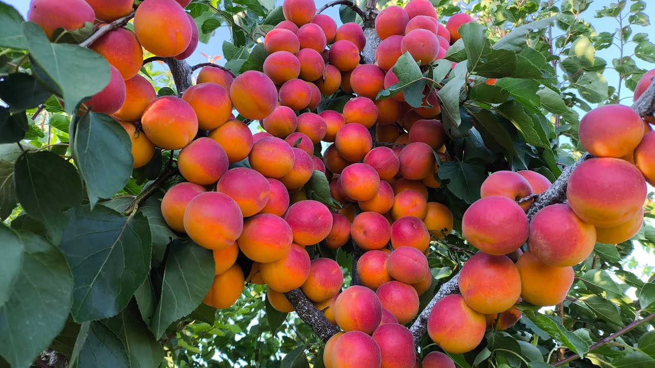 Абрикос Арісто. Apricot Aristo. Дивовижно красивий і врожайний!