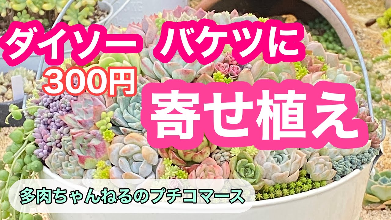 【多肉植物】【寄せ植え】DAISO❣️ダイソーの300円バケツに寄せ植え💐