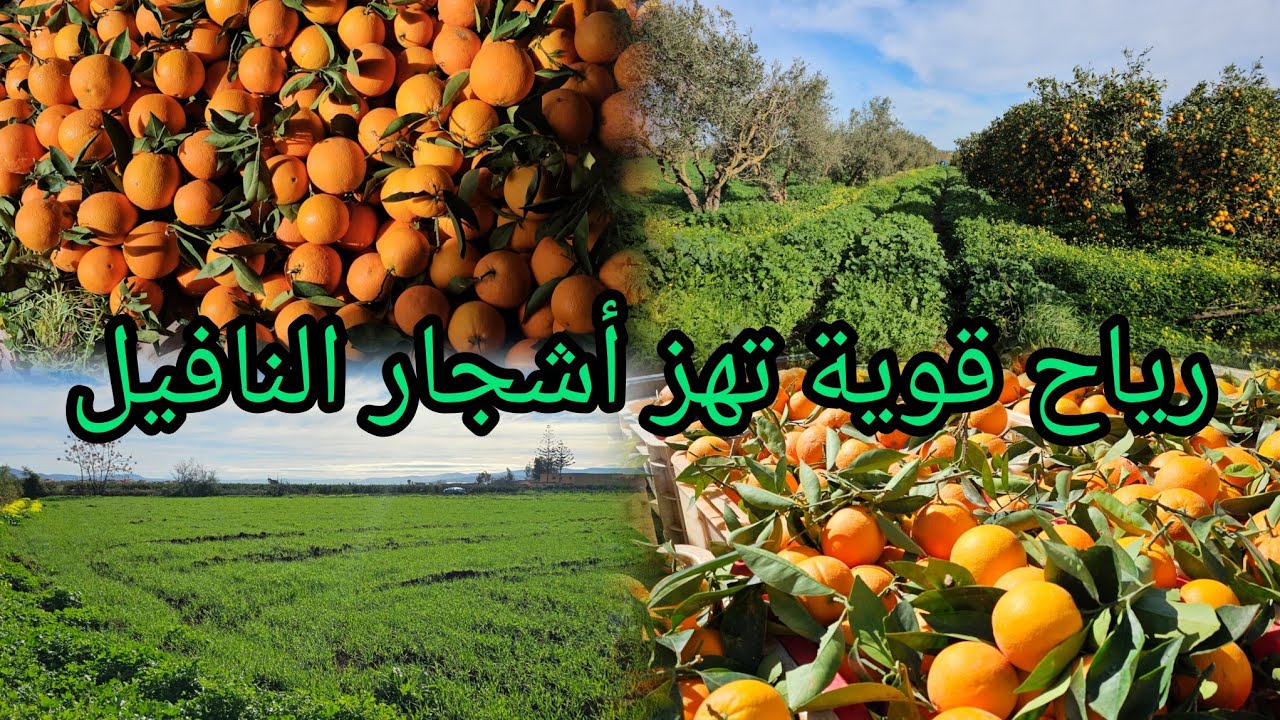 أمطار ورياح قوية تهز أشجار النافيل 🍊 لحظات قوية من قلب ضيعة نافيل 🌧️