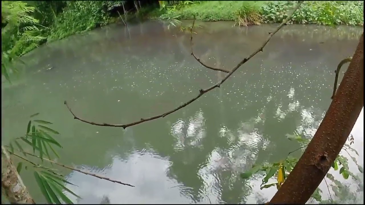 Ketapel ikan di spot tanahwangko tempat parah ikan babon.#slingshot #fishing #ketapelikan