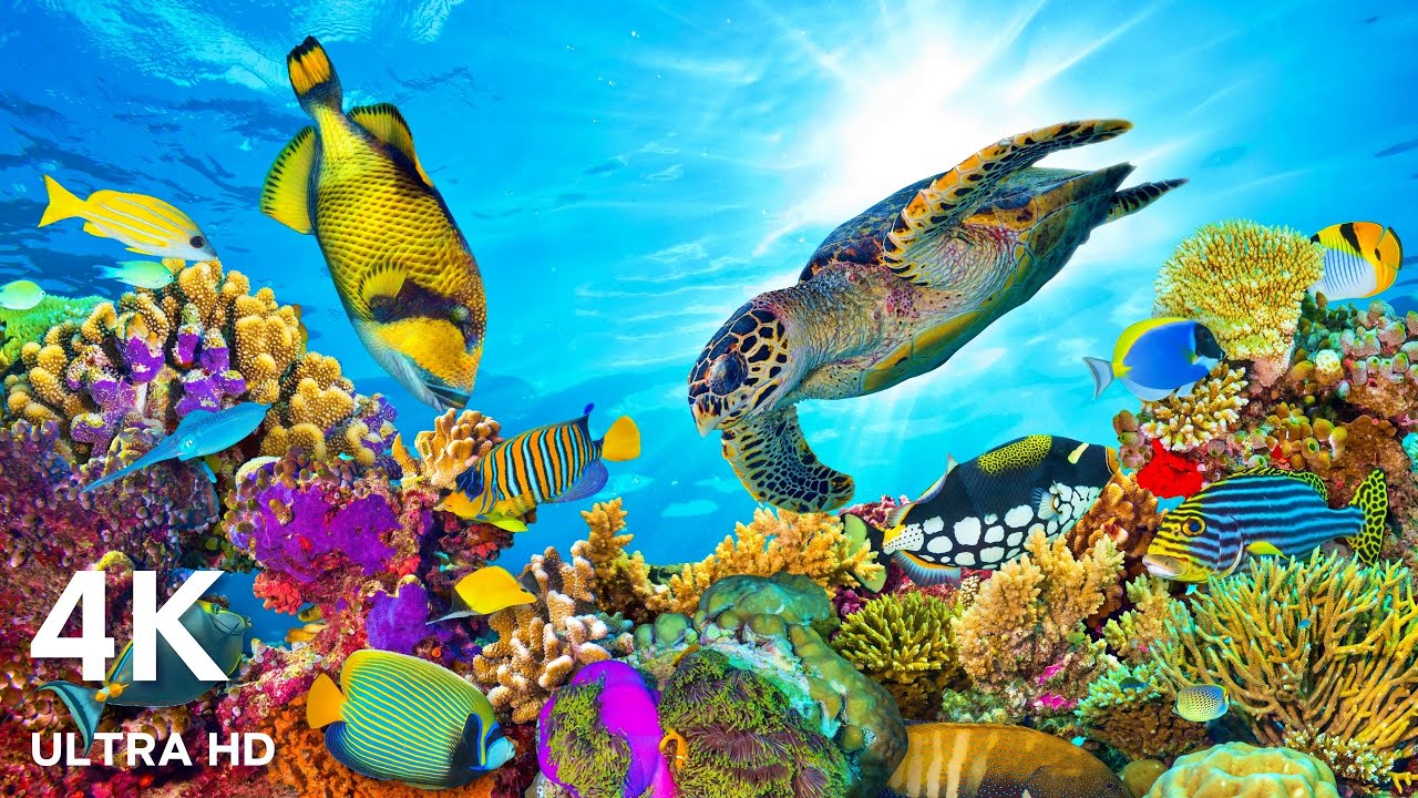 The Best 4K Ocean for Relaxation 🐠 Sea Animals With Calming Music - Rare & Colorful Sea Life Video