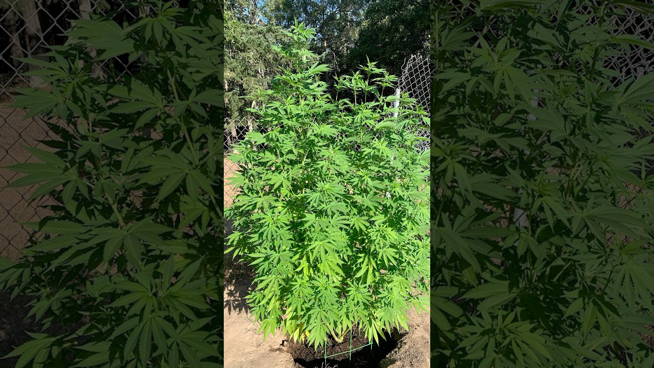 Secret strain , Blue cheese, Wedding cake , Barbara Bud