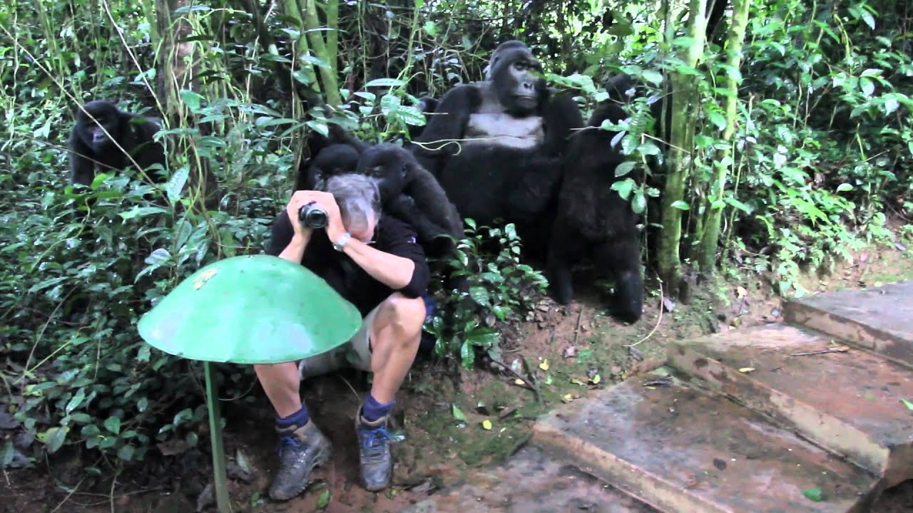 Touched by a Wild Mountain Gorilla (no music)