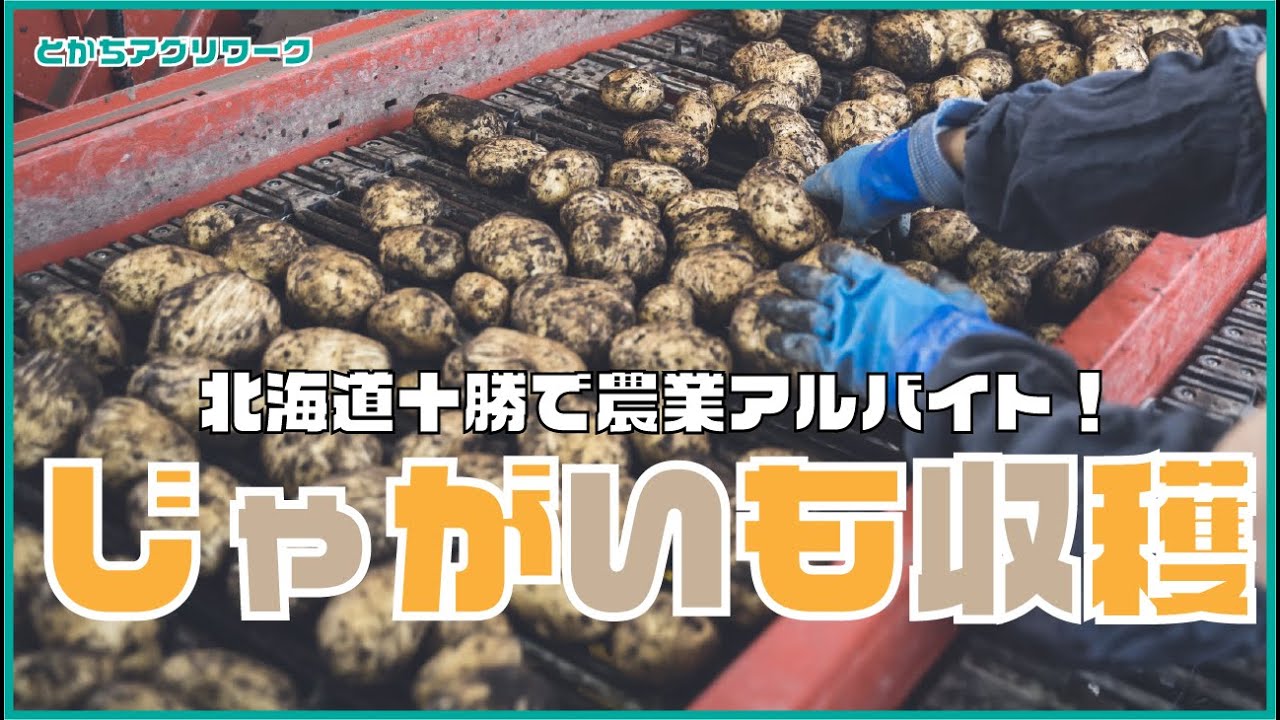 【農業バイト】じゃがいも収穫アルバイト初体験！北海道十勝