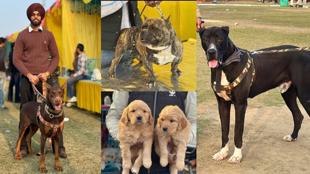 Bathinda Dog Show 2026 🔥‼️ MUST WATCH SHOW 💥 