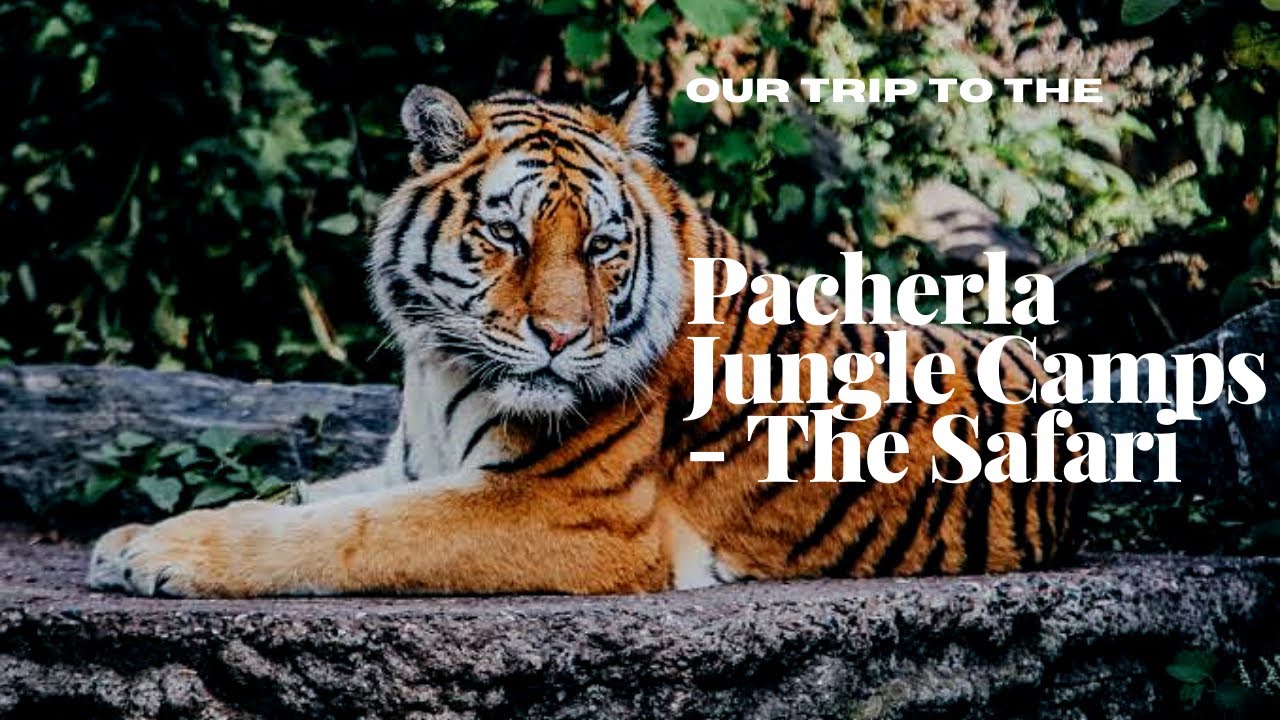 Pacherla Jungle Camps Part - 2 | The Safari | Official Video | Insane Wanderers |
