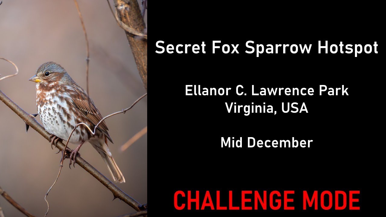 You Go Birding at a Secret Hotspot! (Challenge Mode) | Virtual Birding