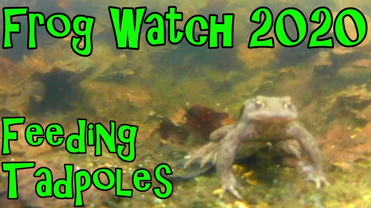 Feeding Tadpoles | Frogs, Toads and Newts in a Wildlife Pond - Frog Watch 2020