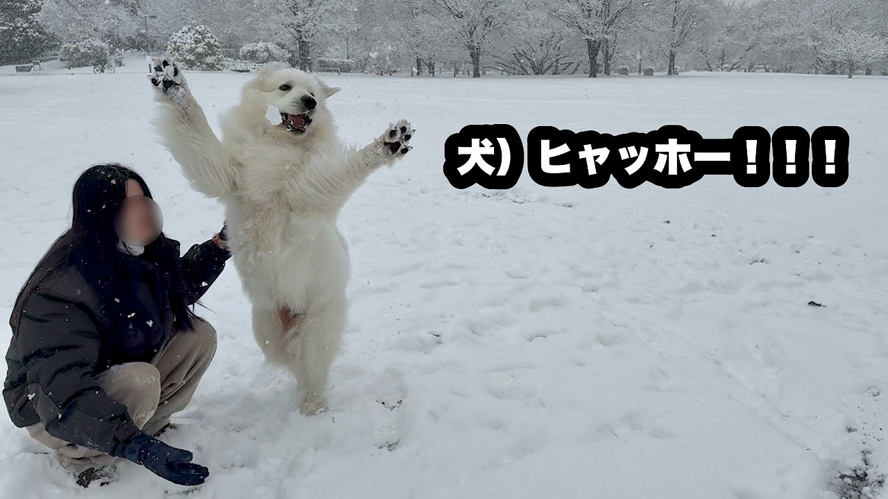雪に興奮して大人2人をボロボロにする超大型犬【ほぼ白くま編】