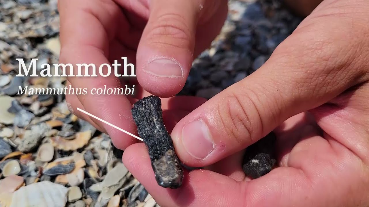 Moment of Science: Finding Fossils on Folly