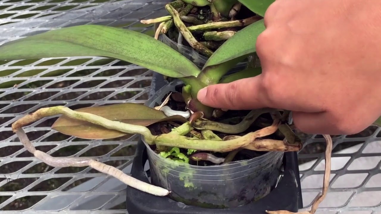 AOG Orchid Blooming Tips