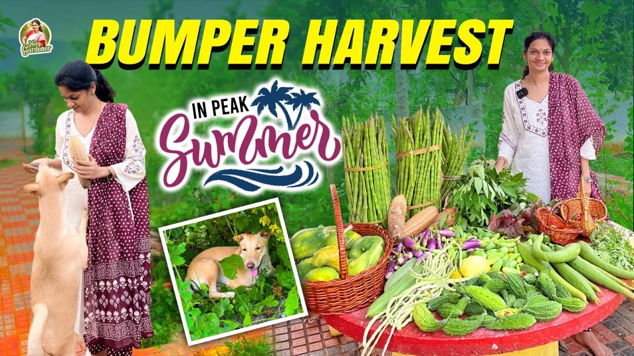 ఒక కూరగాయాల షాపు పెట్టేసుకోవచ్చు మనం😀😊./Farm Harvest @MADGARDENER