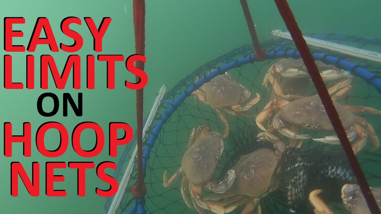 Fast Easy LIMITS of Dungeness CRAB In Conical Hoop Nets