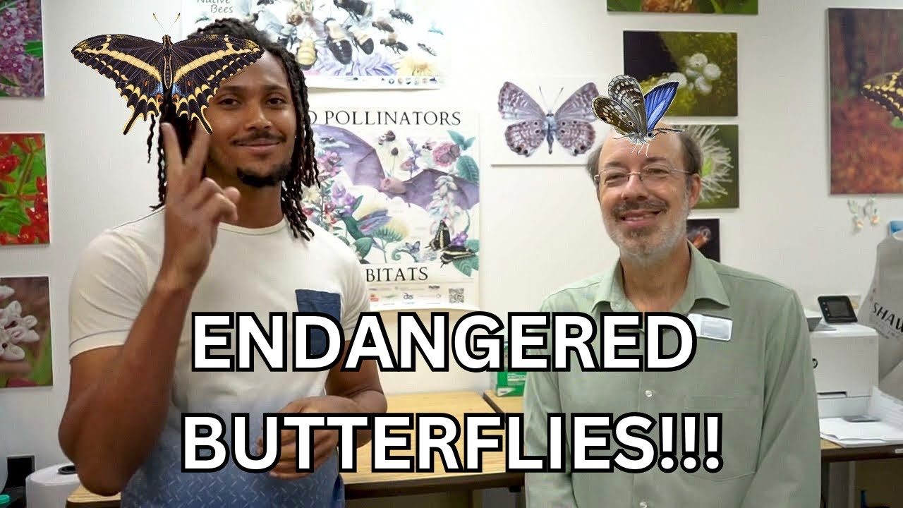 Inside the World of Endangered & Imperiled Butterflies | Expert Secrets with Jaret Daniels