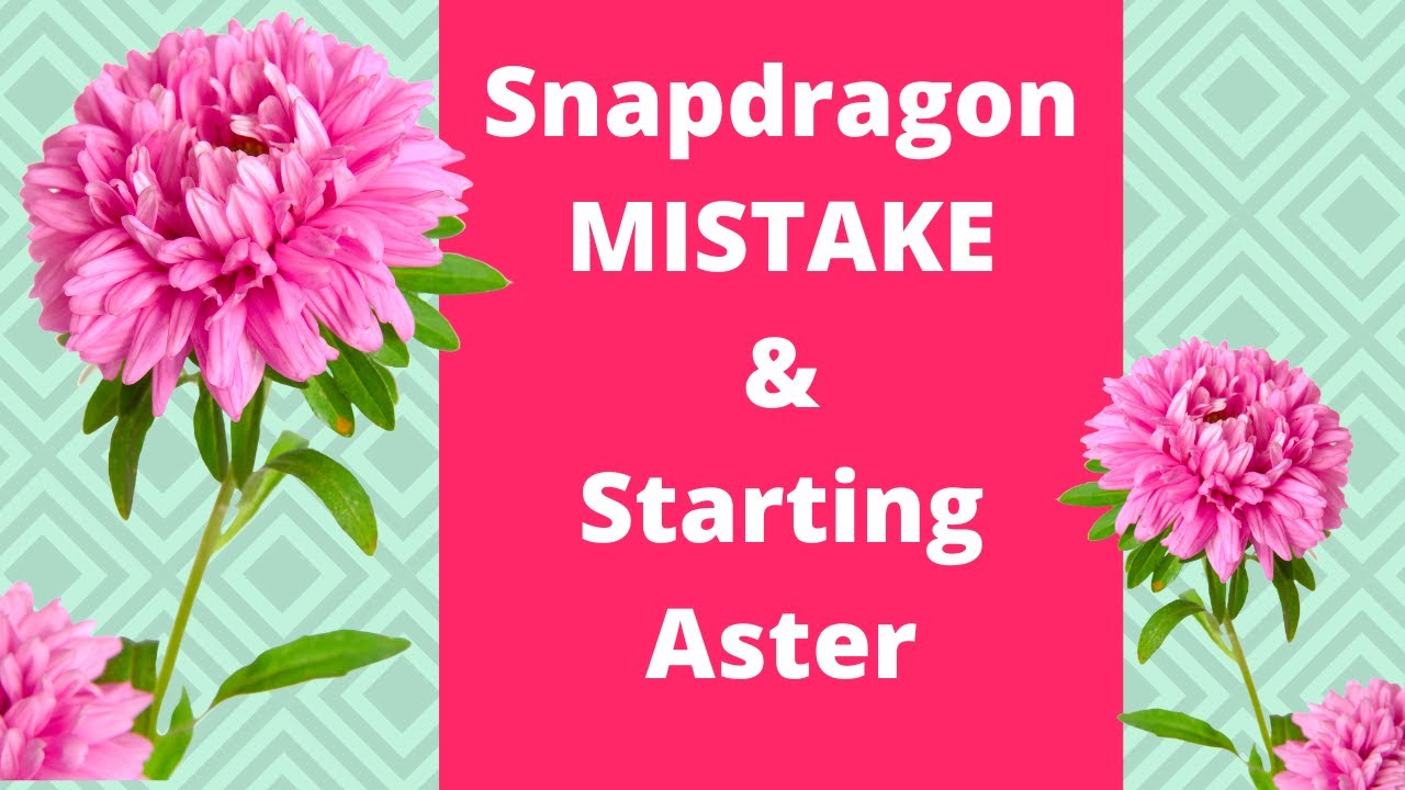 STARTING CHINA ASTER & My Snapdragon Mistake! - Cut Flower Farm / Cut flower Garden