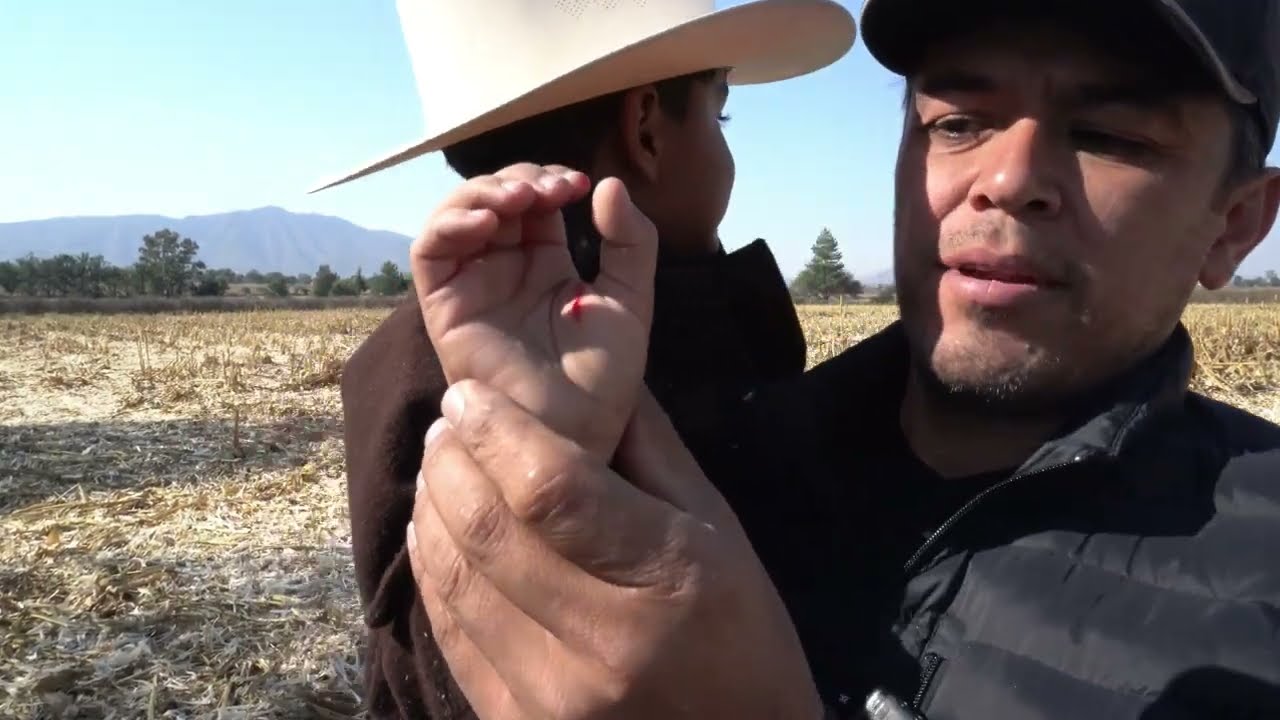 Esto pasó PEPENANDO maiz que quedo en el suelo