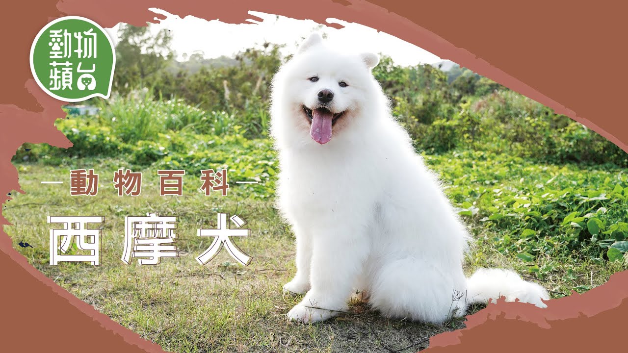 西摩犬｜微笑天使性格友善戇直 第一隻抵南極的狗種 #動物蘋台 #動物百科─果籽 香港 Apple Daily─原刊日期：20210408