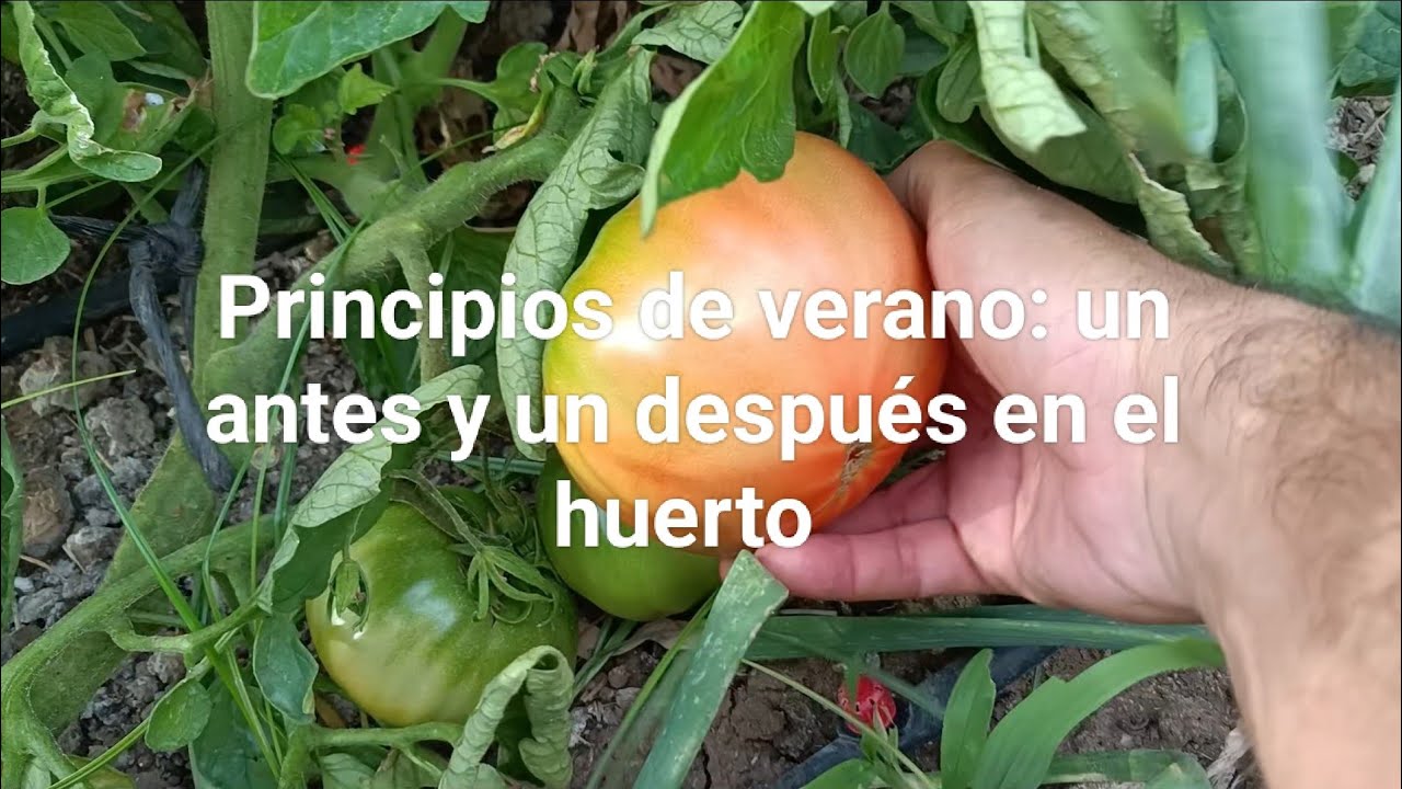 Tomates cada vez más grandes