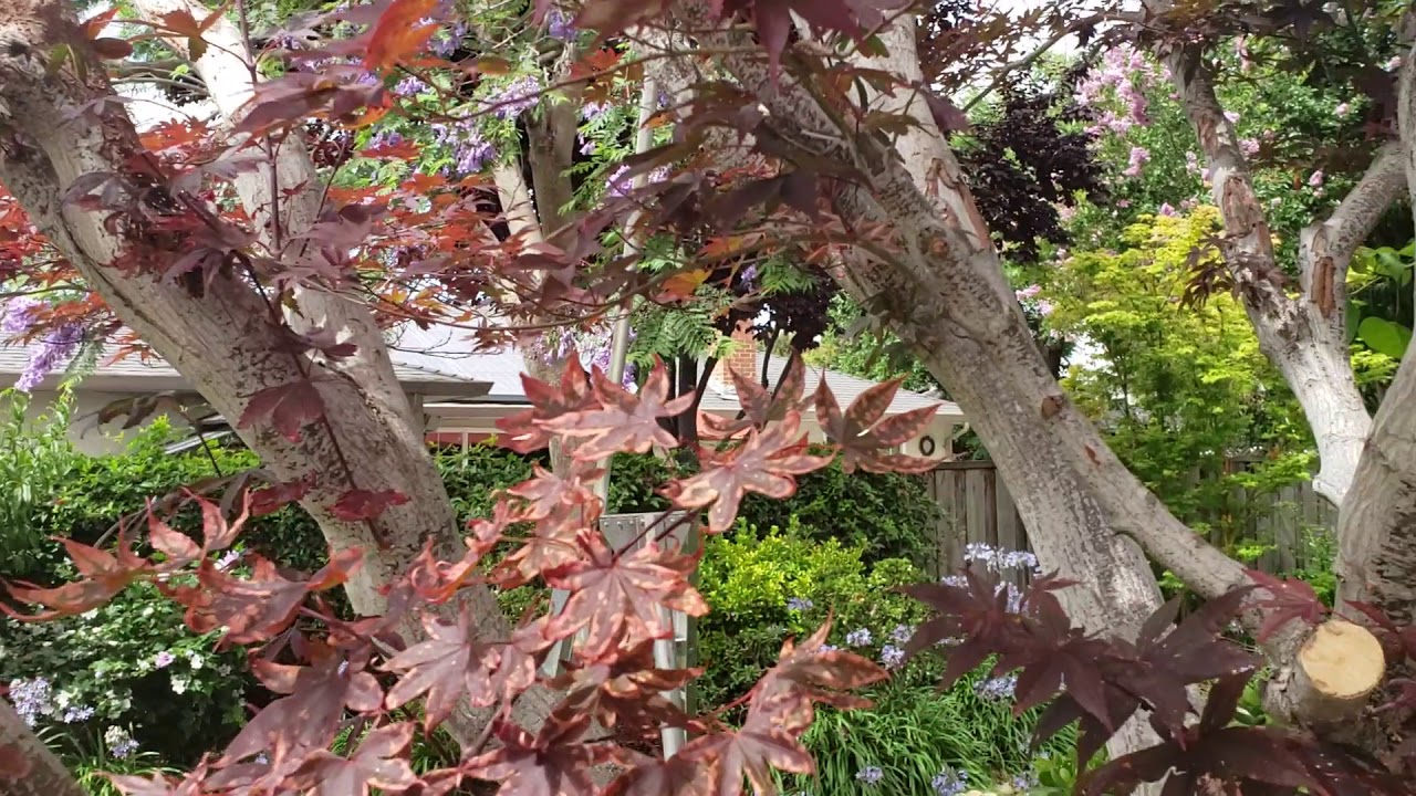 Damage to Japanese Maples by Squirrels