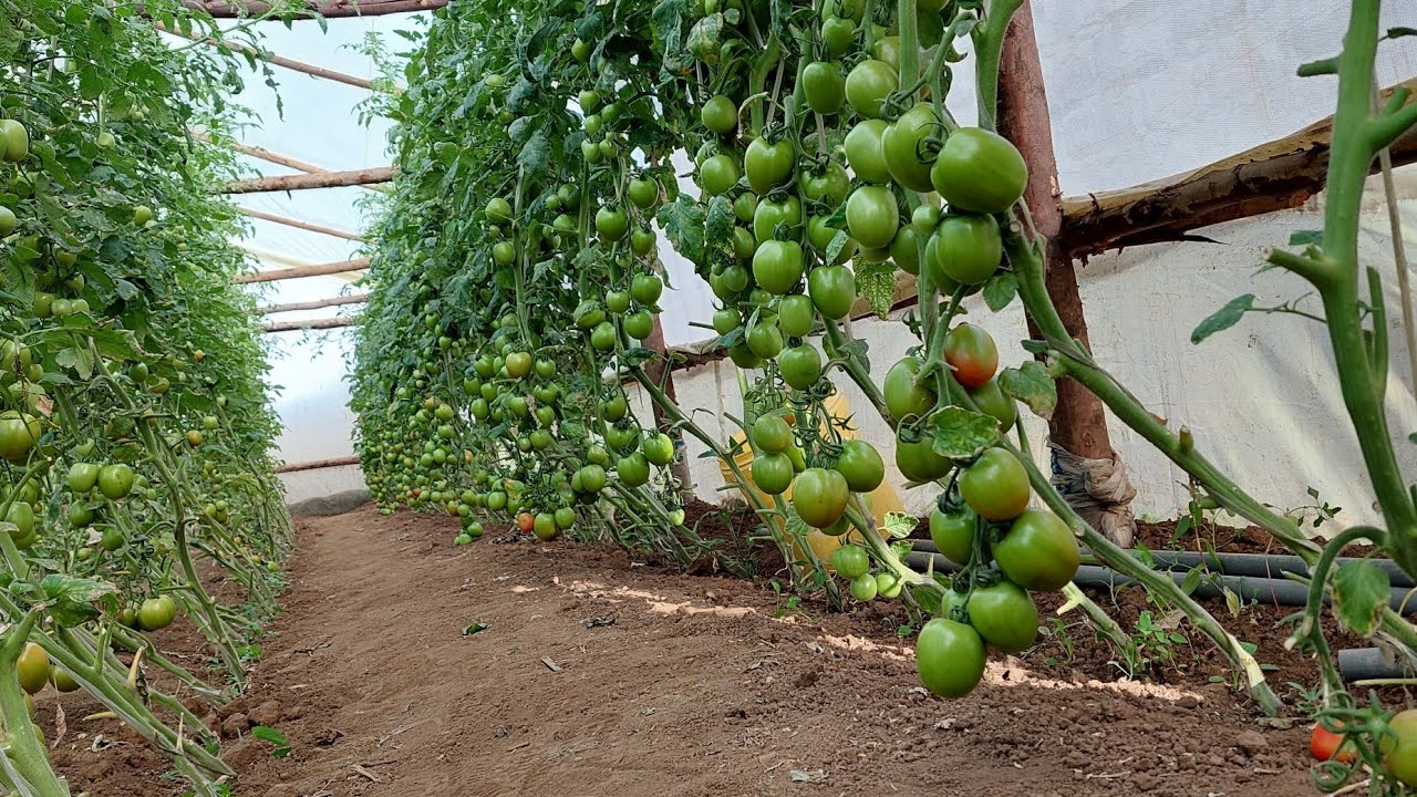 MEET A YOUNG FARMER DOING GREEN HOUSE FARMING IN NAIVASHA-KENYA(Part 1).