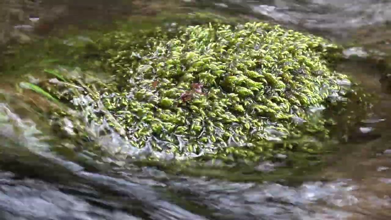 DOURBIE Troubles en eaux claires V2 hd