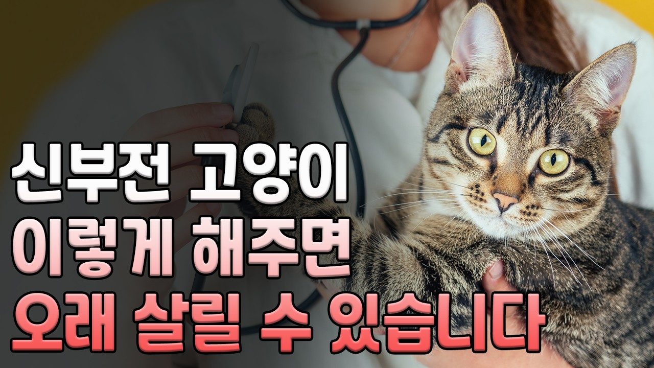 고양이 신부전의 관리요령. 신부전 고양이 오래 살리기