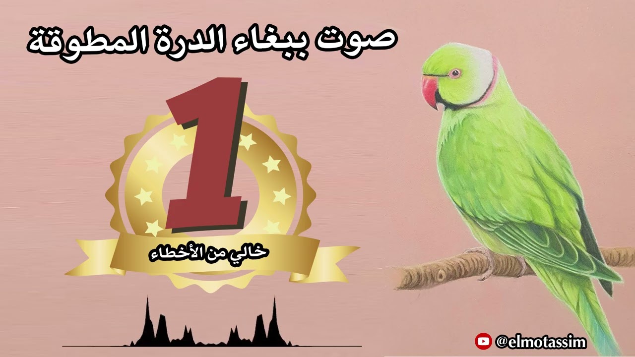 صوت ببغاء الدرة المطوقة  Rose ringed parakeet sound