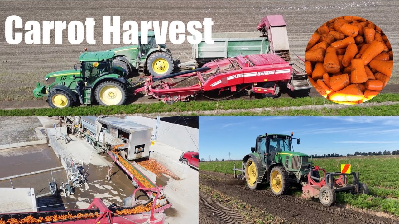 Harvesting, Topping and Washing Carrots in New Zealand