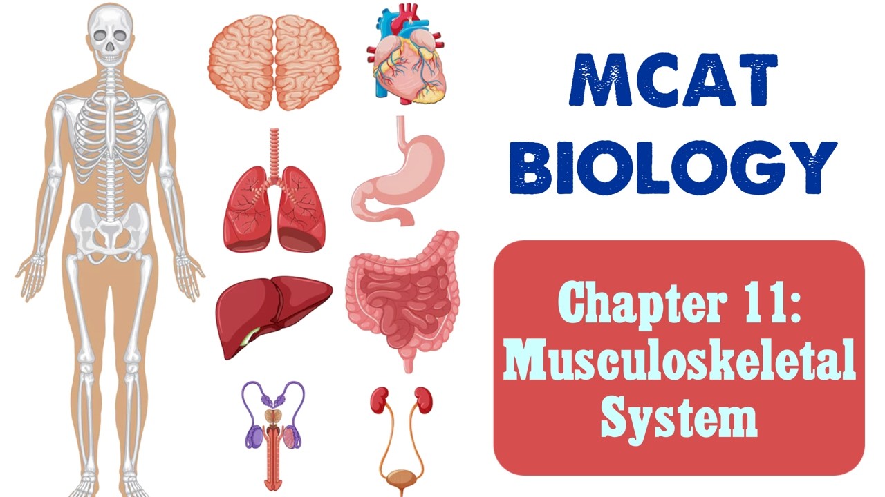 MCAT Biology: Chapter 11 - The Musculoskeletal System (1/1)