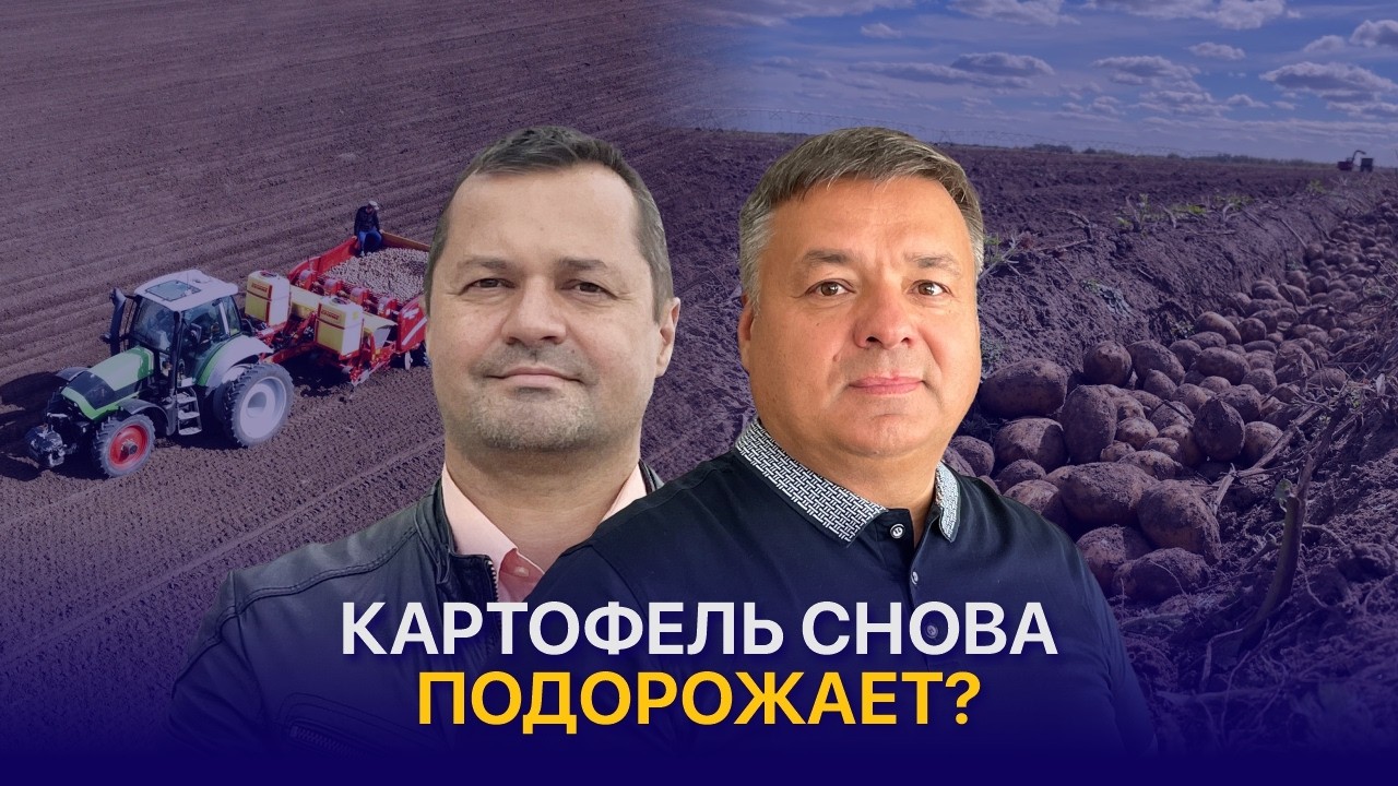 Рост цен на картофель, запрет экспорта и развитие казахстанской переработки — Павел Лущак
