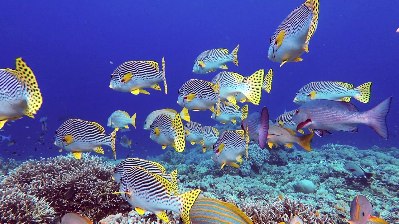 CITRUS REEF: Save Our Reefs