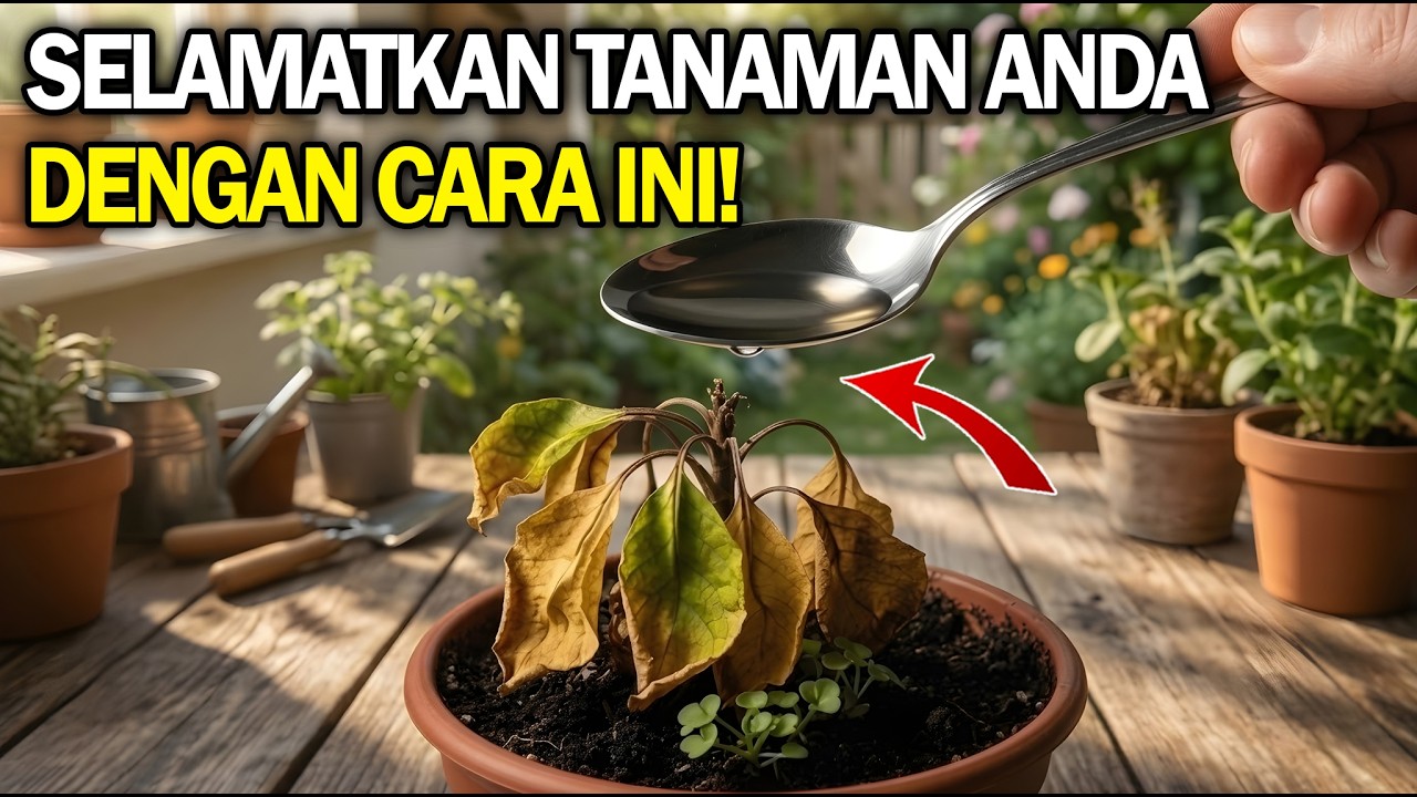 Cara Menghidupkan Tanaman yang Hampir Mati dengan Trik Sederhana Ini (Siapa Pun Bisa Melakukannya)