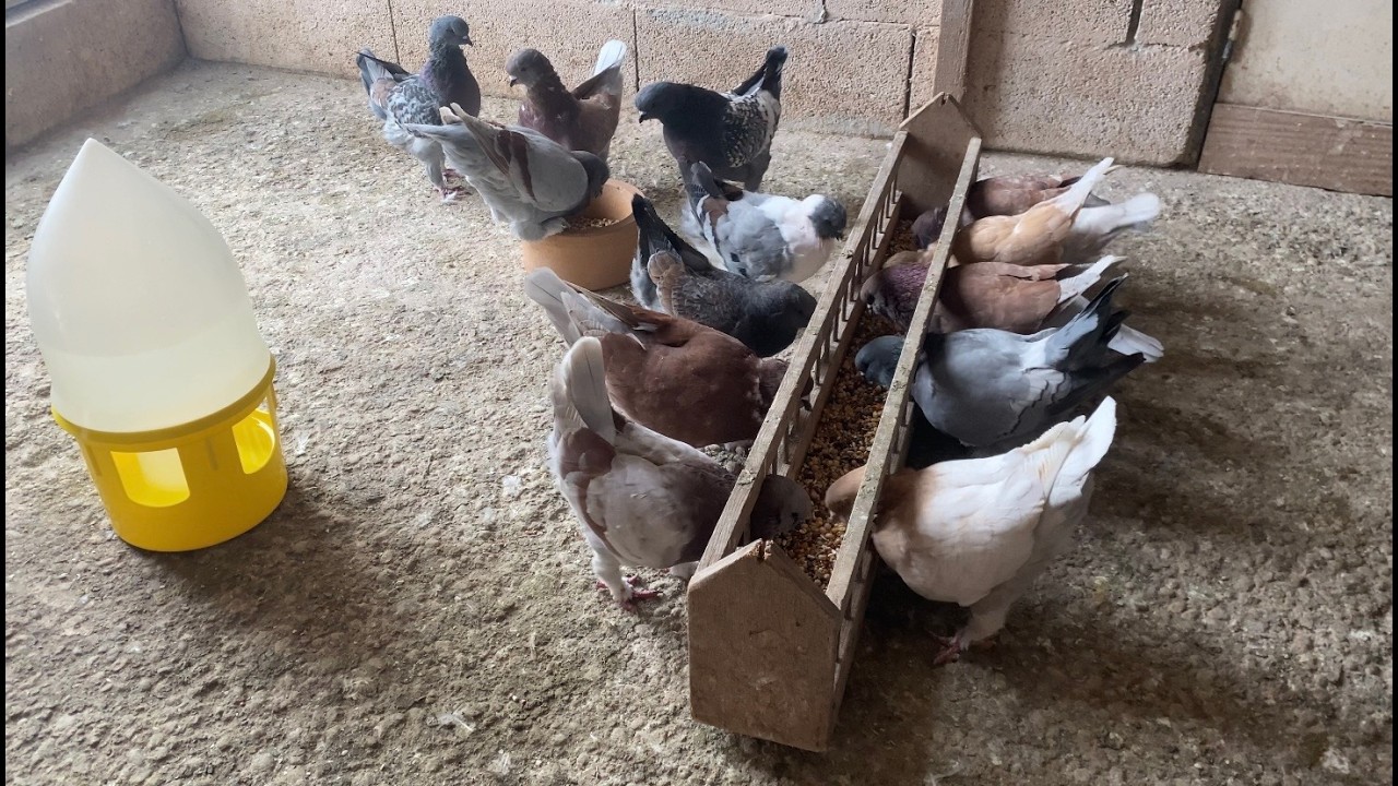 Pigeon Loft | Fancy Pigeon Breeds ⁴ᴷ