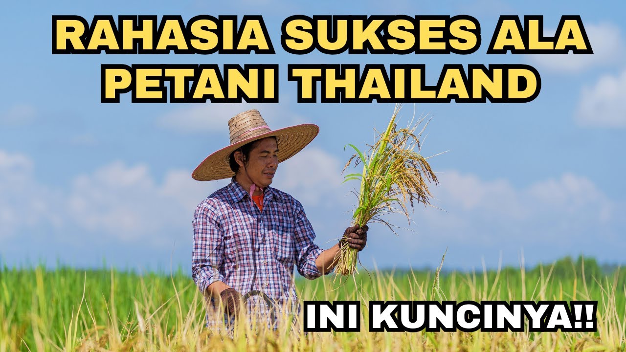 RAHASIA SUKSES PETANI THAILAND‼️INI KUNCINYA