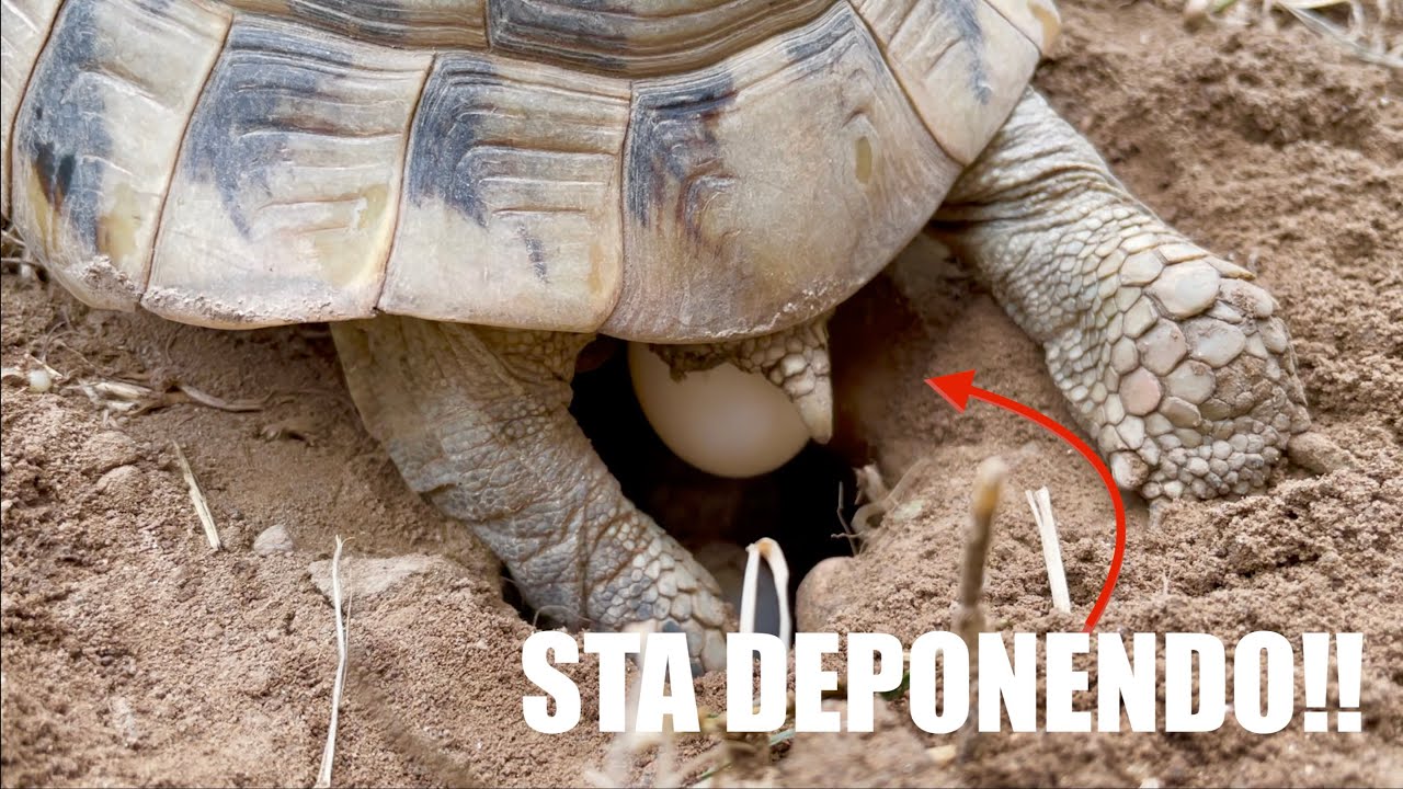 TARTARUGA DI TERRA Depone le UOVA! | *Undici Giga*