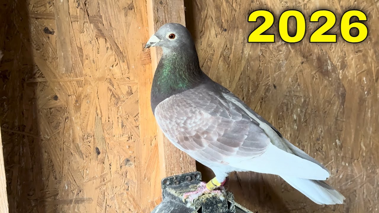 PRIMUL VIDEO DE LA PORUMBEII VOIAJORI IN 2026