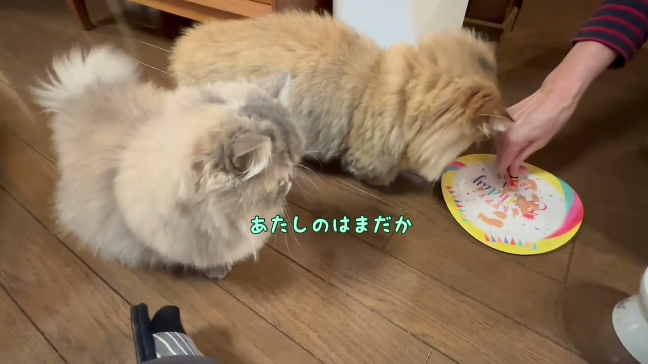 【2024年11月〜12月】ベリさん3歳のお誕生日