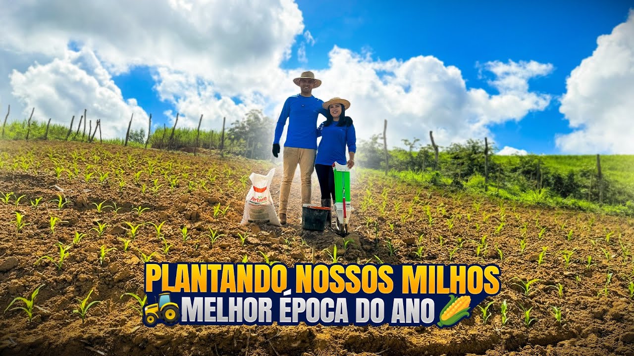 Plantamos nossos milhos em 1dia🧑🏻‍🌾👩🏻‍🌾