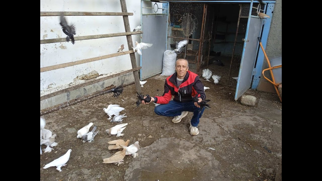 Узбекистанские бойные голуби